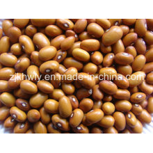 Brown Kidney Beans